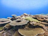 Samsung’s “Coral in Focus” Wins Global Recognition for Ocean Conservation